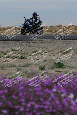 media/Jan-14-2023-SoCal Trackdays (Sat) [[497694156f]]/Turn 14 Exit Bloomig (145pm)/